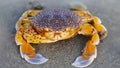 yellow crab on the sand at the beach, a strong shell for protection and a big claw for defense, this crustacean is a good fighter. Royalty Free Stock Photo