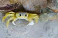 Yellow Crab Royalty Free Stock Photo