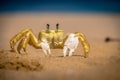 Yellow Crab at Praia do Sancho Beach - Fernando de Noronha, Pernambuco, Brazil Royalty Free Stock Photo