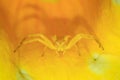 Yellow crab spider in a flower