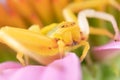 A yellow crab spider flower spider thomisidae on a purple coneflower waiting for prey