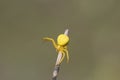 Yellow Crab Spider, Misumena vatia on branch releases cobwebs