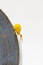 Yellow crab spider on roll of tape Royalty Free Stock Photo