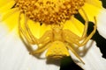 Yellow crab spider (Thomisus onustus)