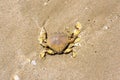 Yellow crab washed up on tropical beaches Royalty Free Stock Photo