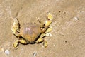 Yellow crab washed up on tropical beaches Royalty Free Stock Photo