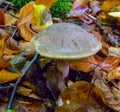 Yellow-cracked bolete (Xerocomus subtomentosus), Mushroom tubular with a light brown cap . Royalty Free Stock Photo
