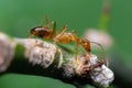 Yellow crazy ant on branch with green background, Thailand Royalty Free Stock Photo