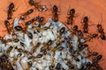 The Yellow Crazy Ant, orange ants and eggs in nest Royalty Free Stock Photo