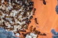 The Yellow Crazy Ant, orange ants and eggs in nest Royalty Free Stock Photo