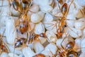 The Yellow Crazy Ant, orange ants and eggs in nest Royalty Free Stock Photo