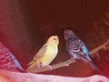 Yellow-cream and black-blue budgerigars perched casually on a branch Royalty Free Stock Photo