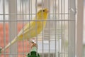 Beautiful yellow canary bird in cage standing on plastic branch Royalty Free Stock Photo