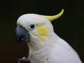 Yellow-crested Cockatoo Royalty Free Stock Photo