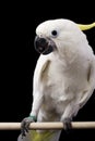 Yellow-crested Cockatoo Royalty Free Stock Photo
