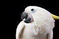 Yellow-crested Cockatoo Royalty Free Stock Photo