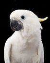 Yellow-crested Cockatoo