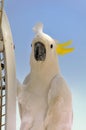 Yellow Crested Cockatoo - Cacatua Sulphurea