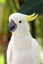 The yellow-crested cockatoo Cacatua sulphurea also known as the lesser sulphur-crested cockatoo, portait with green background Royalty Free Stock Photo