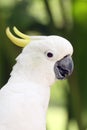 The yellow-crested cockatoo Cacatua sulphurea also known as the lesser sulphur-crested cockatoo, portait with green background Royalty Free Stock Photo