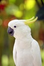 The yellow-crested cockatoo Cacatua sulphurea also known as the lesser sulphur-crested cockatoo, portait with green background