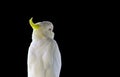 Yellow-crested Cockatoo (Cacatua sulphurea) Royalty Free Stock Photo