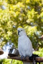 Yellow-crested cockatoo Cacatua sulphurea Royalty Free Stock Photo