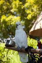 Yellow-crested cockatoo Cacatua sulphurea Royalty Free Stock Photo