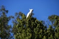 A Yellow-Crested Cockatoo (Cacatua sulphurea) perching on a tree Royalty Free Stock Photo