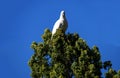 A Yellow-Crested Cockatoo (Cacatua sulphurea) taking off from a tree Royalty Free Stock Photo