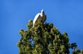 A Yellow-Crested Cockatoo (Cacatua sulphurea) taking off from a tree Royalty Free Stock Photo