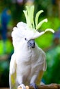Yellow crested cockatoo eating