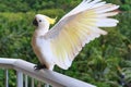 Yellow Crested Cockatoo Royalty Free Stock Photo