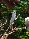 Yellow-crested cockatoo or Lesser sulphur-crested cockatoo is sitting on a branch Royalty Free Stock Photo