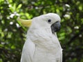 Yellow crested cockatoo perching on a tree branch Royalty Free Stock Photo
