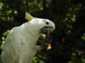 Yellow crested cockatoo perching on a tree branch Royalty Free Stock Photo