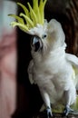 Yellow crested cockatoo standing and open its beak