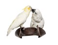 Yellow-crested Cockatoo and White Cockatoo Royalty Free Stock Photo