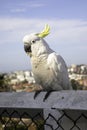 Yellow-crested cockatoo