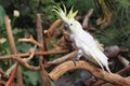 Yellow-crested cockatoo