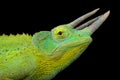 Yellow-crested Jackson`s chameleon Trioceros jacksonii xantholopus Royalty Free Stock Photo