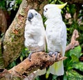 Yellow-crested white Cockatoo Parrot in nature