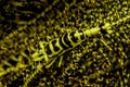 yellow crinoid shrimp Royalty Free Stock Photo