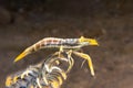Crinoid shrimp on branch of crinoid
