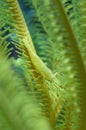 Yellow crinoid shrimp