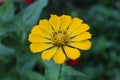 Yellow crisan flowers