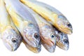 Yellow croaker Royalty Free Stock Photo