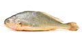 Yellow Croaker Fish Royalty Free Stock Photo