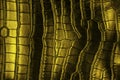 Yellow crocodile leather texture. Dark background Royalty Free Stock Photo