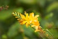 Yellow Crocosmia called Lucifer in a garden setting. Royalty Free Stock Photo